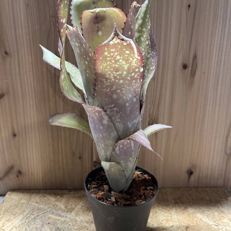 ビルベルギア アラカイ | GREEN LUCK