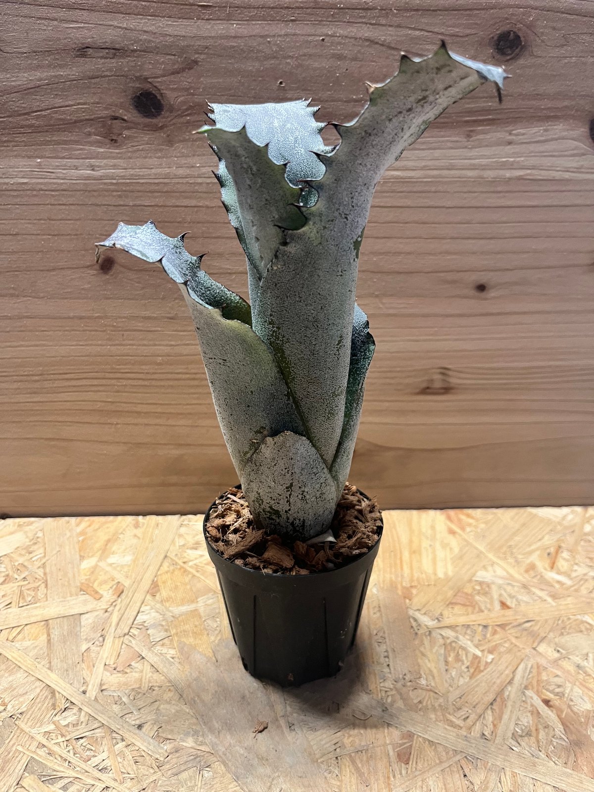 ホヘンベルギア サンドラズマウンテン | GREEN LUCK