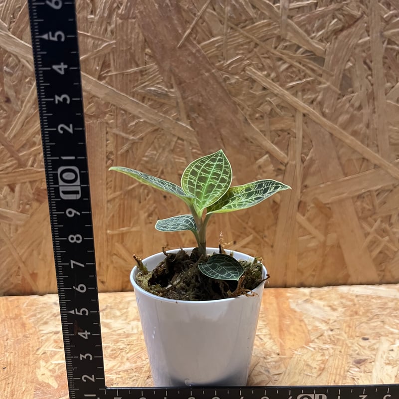 ジュエルオーキッド マコデスペトラ | GREEN LUCK