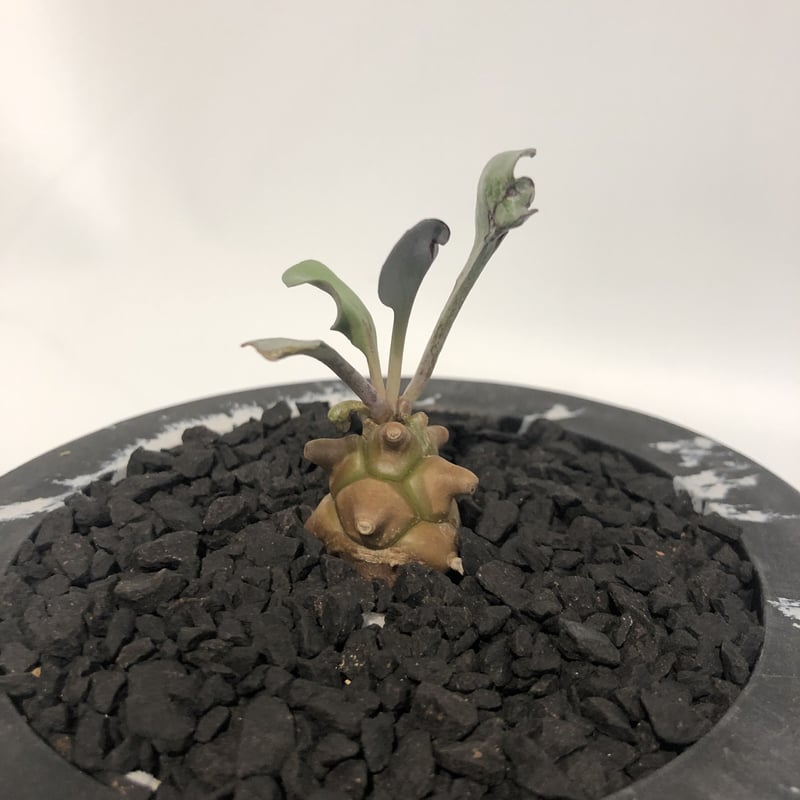 オトンナ ヘレー | GREEN LUCK