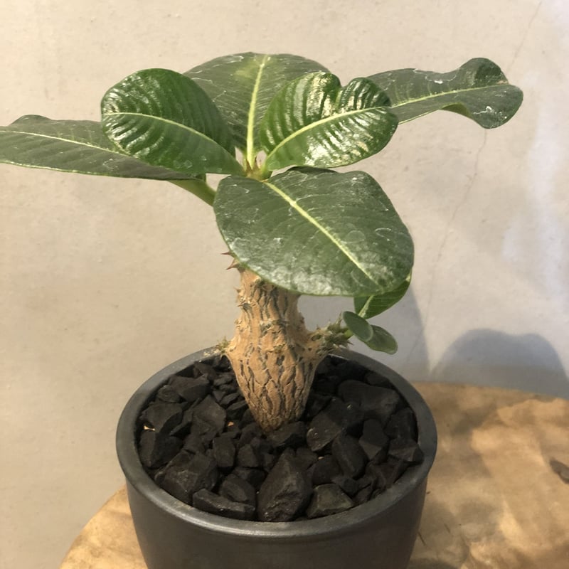 パキポディウム ウィンゾリー×伝市鉢 | GREEN LUCK