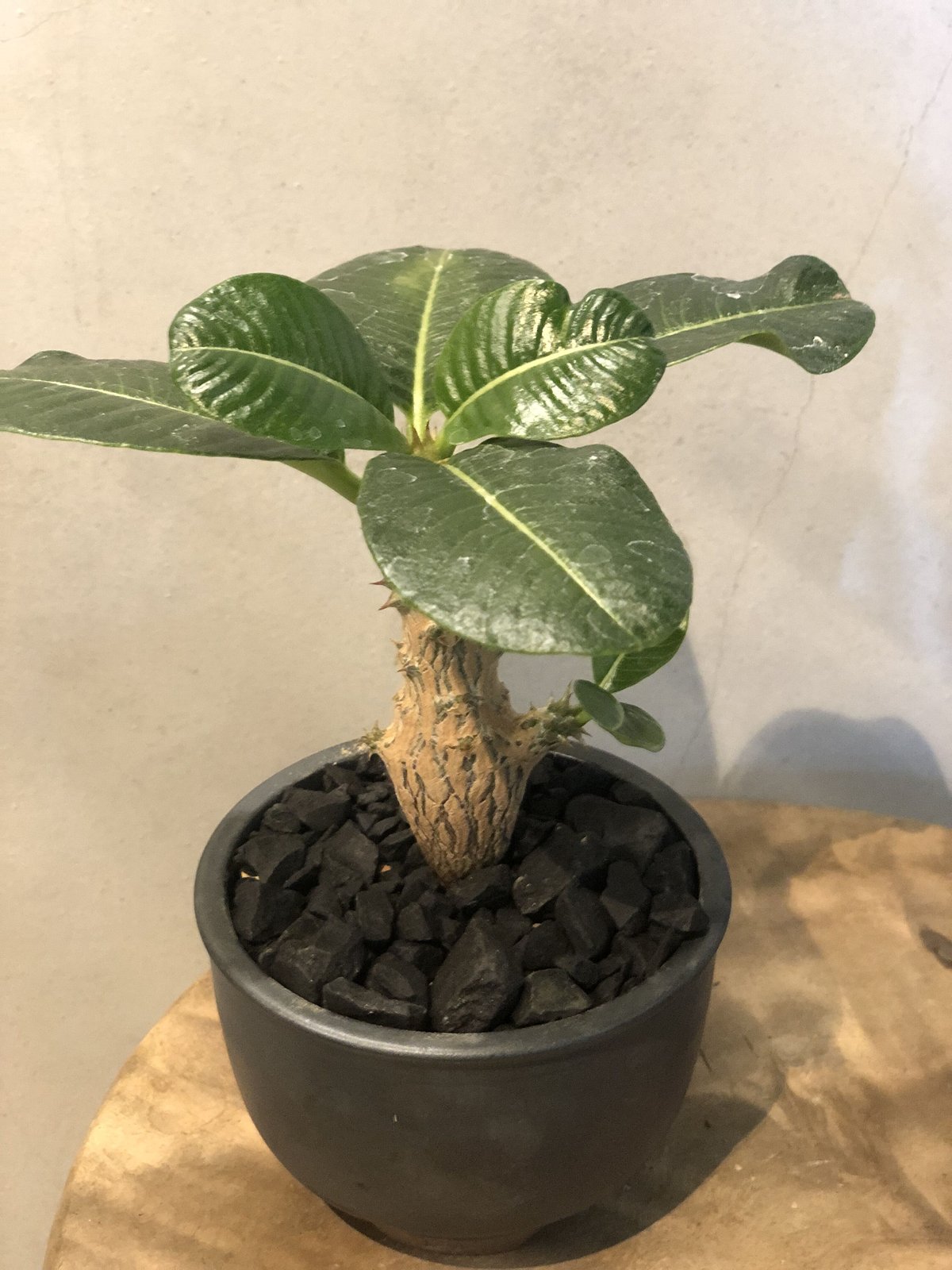 パキポディウム ウィンゾリー　鉢ごと&オマケ付 パキポディウム ウィンゾリー×伝市鉢 | GREEN LUCK