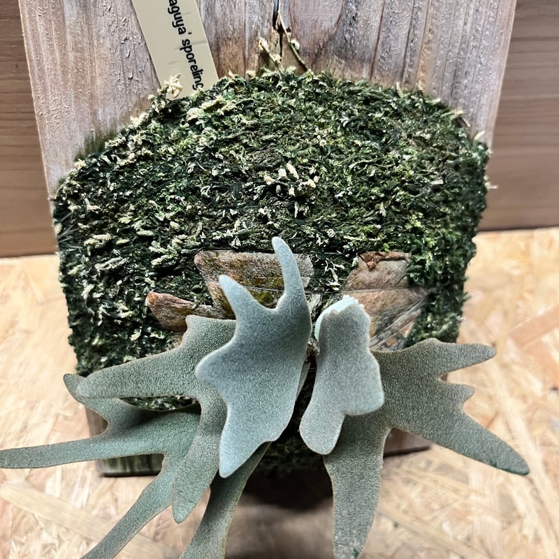 ビカクシダ ウィリンキー 'カグヤ' | GREEN LUCK