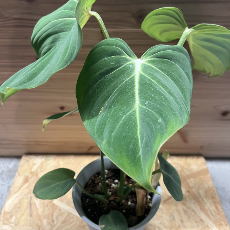 フィロデンドロン グロリオーサム | GREEN LUCK