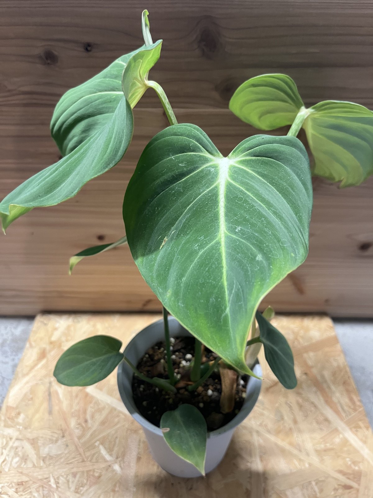観葉植物【フィロデンドロン  グロリオーサム バリエガタ】激レア品種 在庫処分❗️定価税込7700円を超特価✨希少！フィロデンドロン