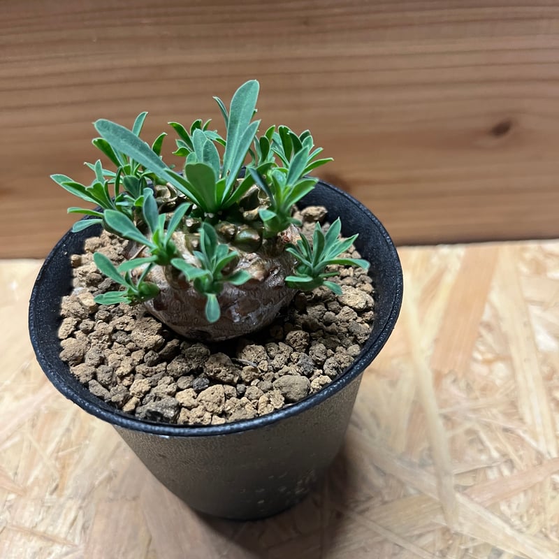 ユーフォルビア 峨眉山 | GREEN LUCK