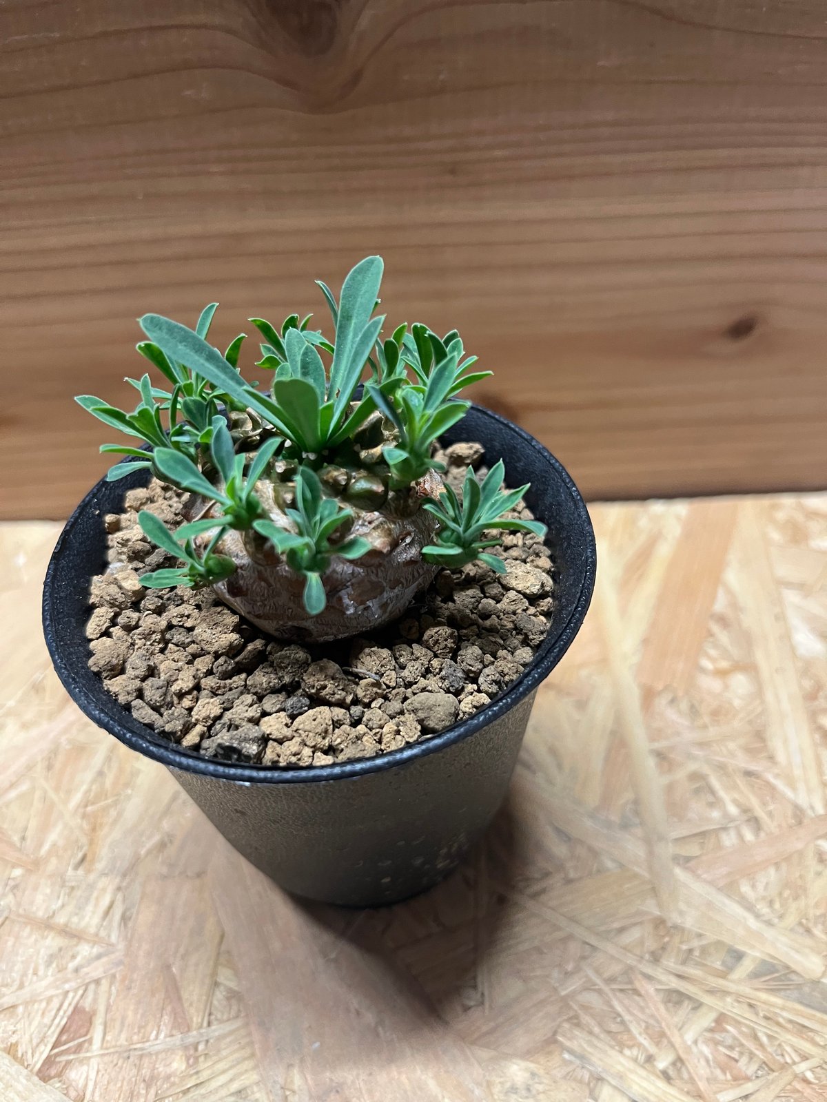 ユーフォルビア　峨眉山 ユーフォルビア 峨眉山 | GREEN LUCK