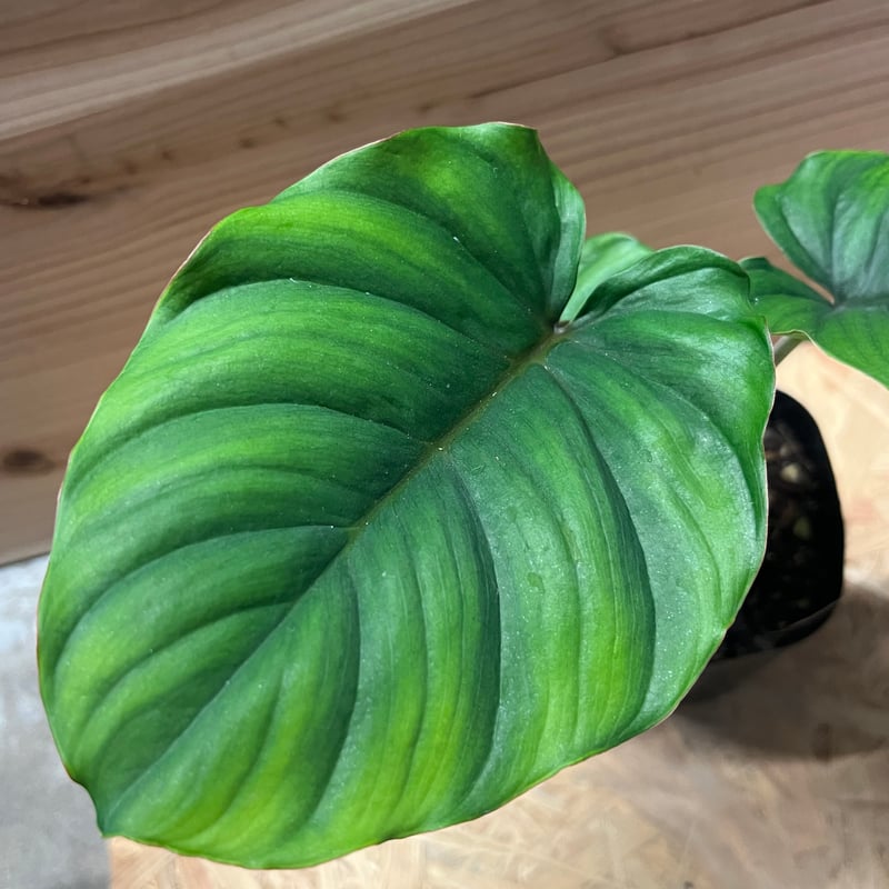 ホマロメナ sp.レッド | GREEN LUCK