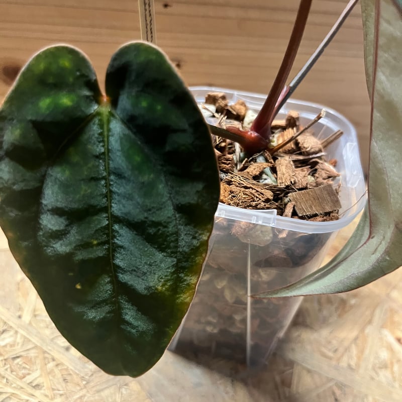 アンスリウム カーラブラッキー × エース オブ スペード アンスリウム カーラブラッキー×アントラキー×エースオブスペード