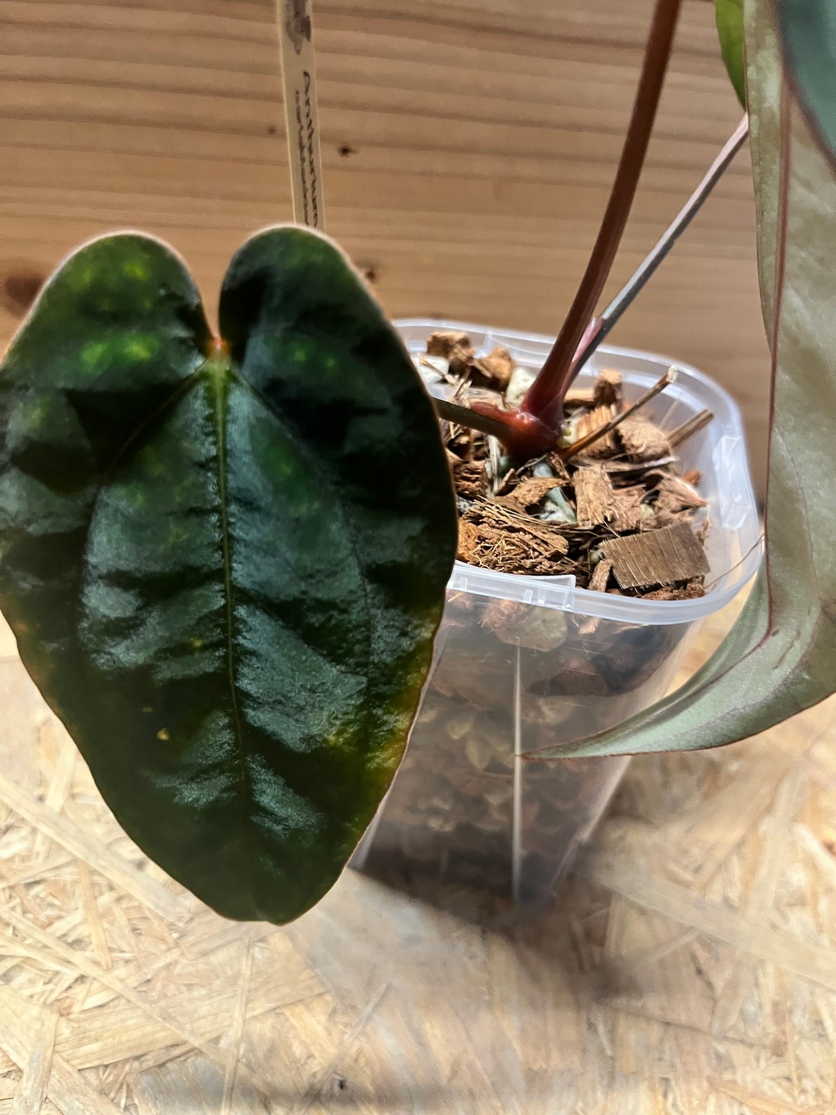 アンスリウム カーラブラッキー × エース オブ スペード アンスリウム カーラブラッキー×アントラキー×エースオブスペード