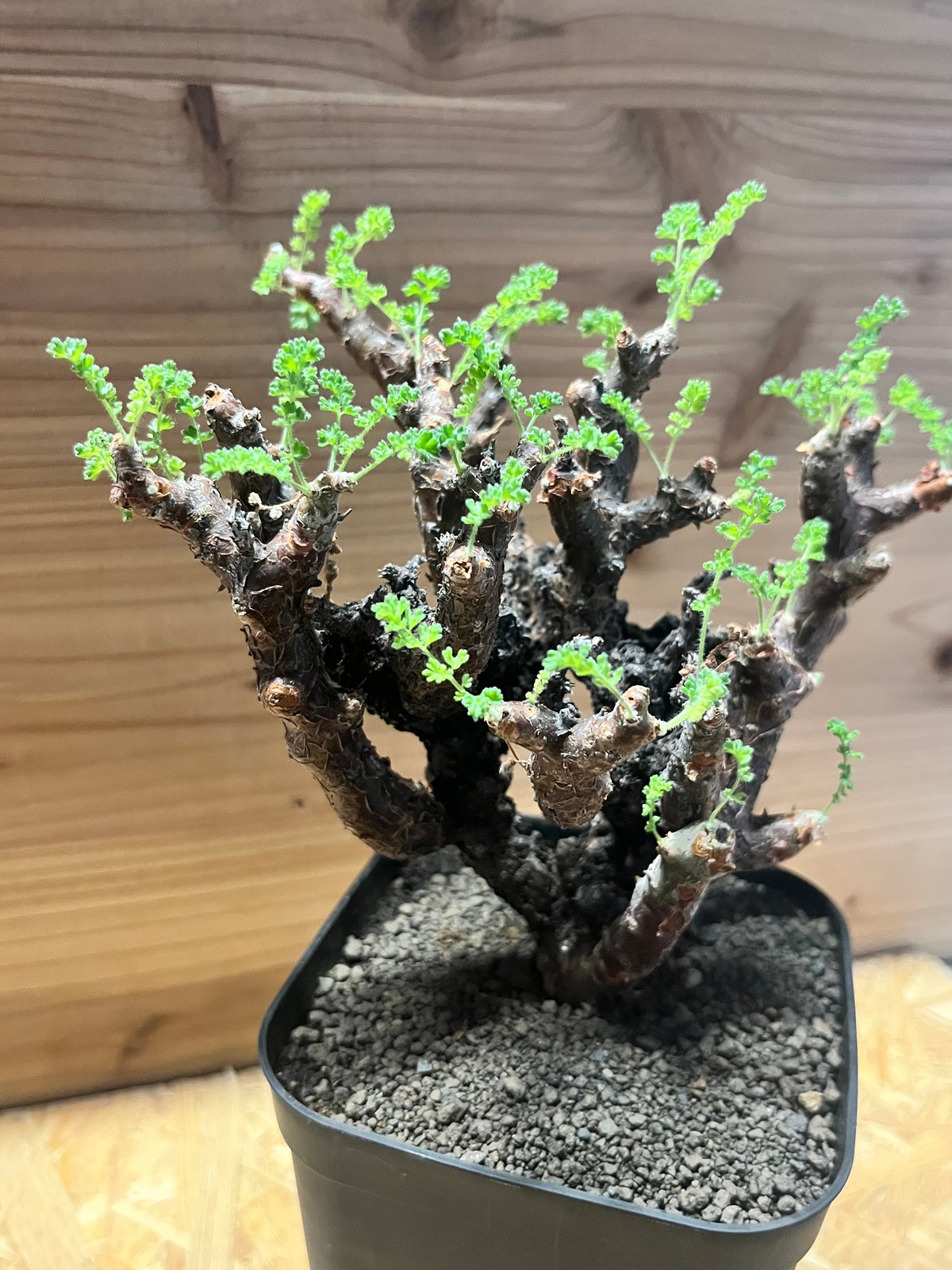 ペラルゴニウム アルテルナンス | GREEN LUCK