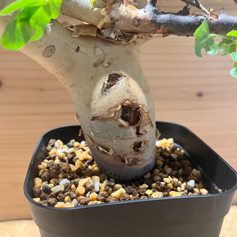 コミフォラ カタフ ピュア | GREEN LUCK