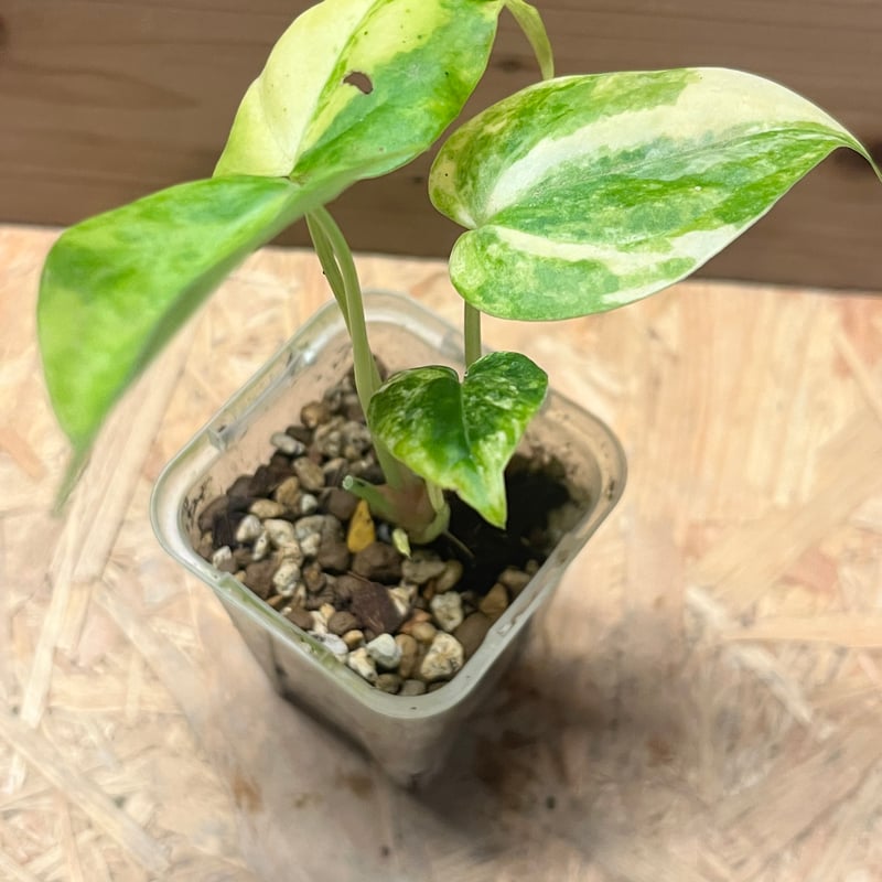 アンスリウム クラリネルビウム 斑入り | GREEN LUCK