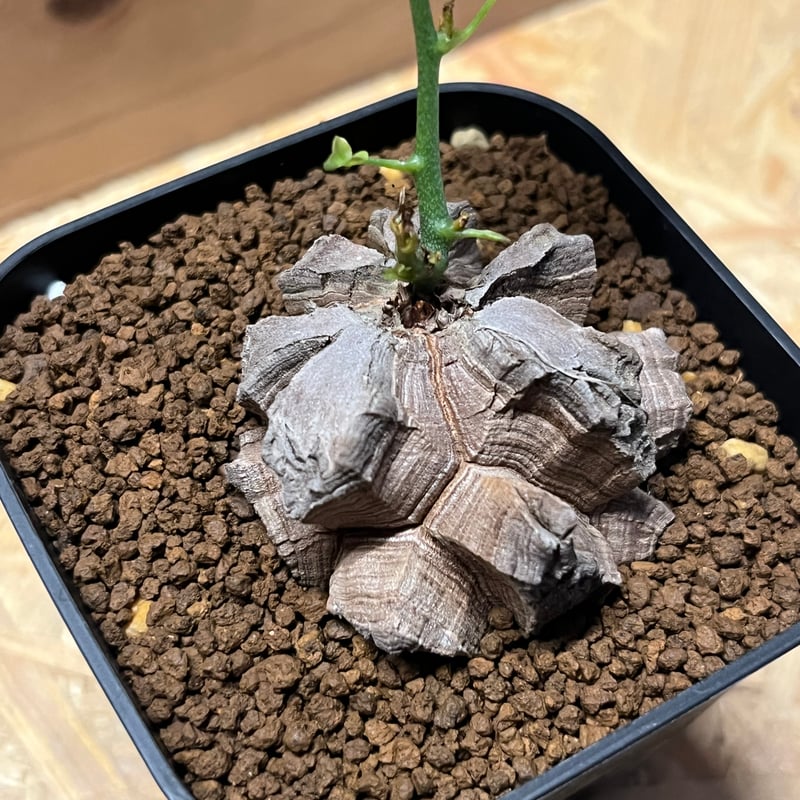 亀甲竜 ディオスコレア エレファンティペス | GREEN LUCK