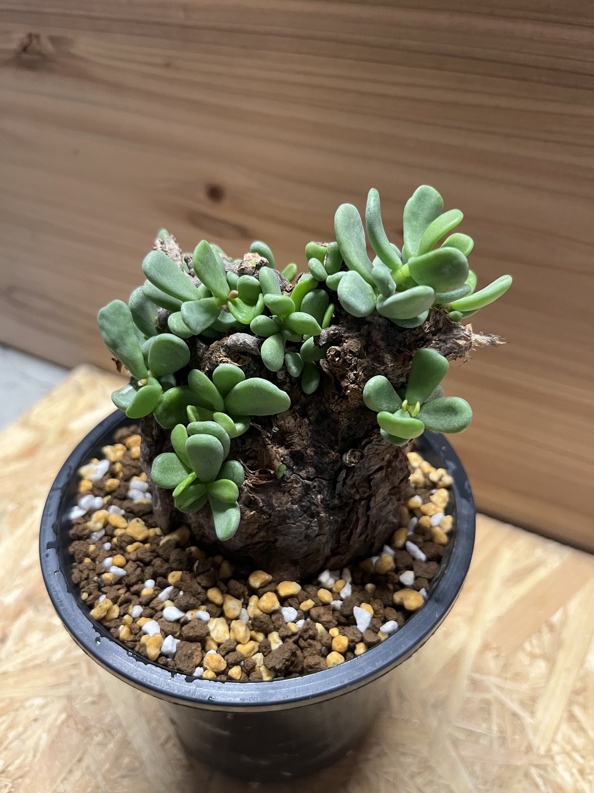 ケラリア ピグマエア | GREEN LUCK