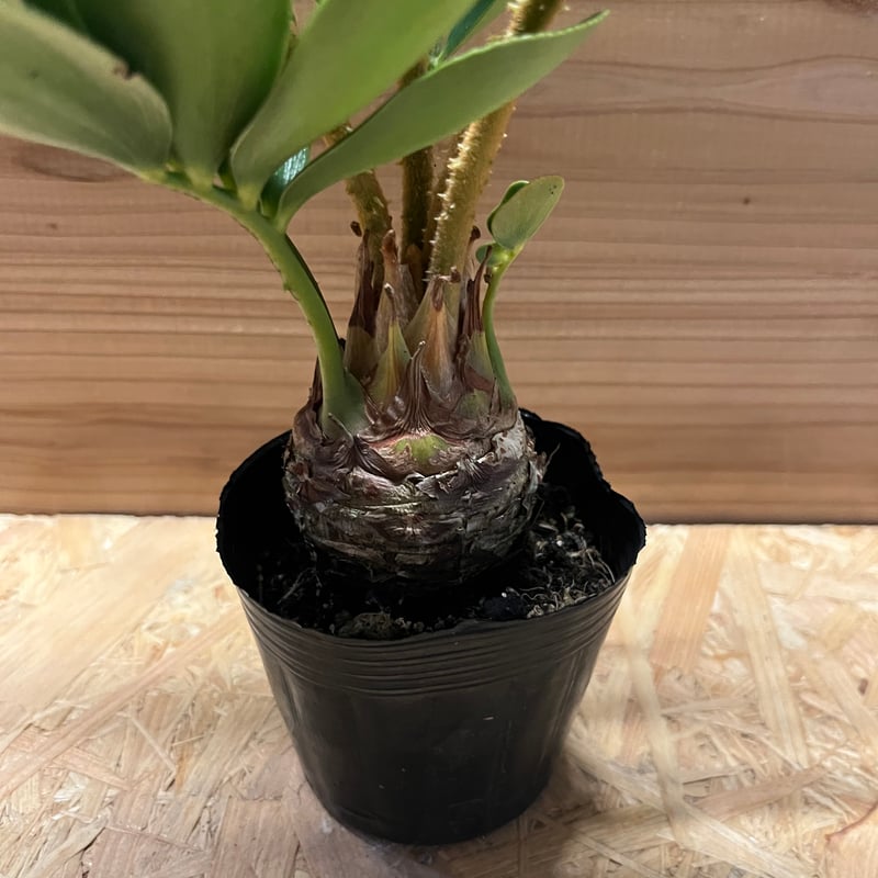 ザミア フルフラセア | GREEN LUCK