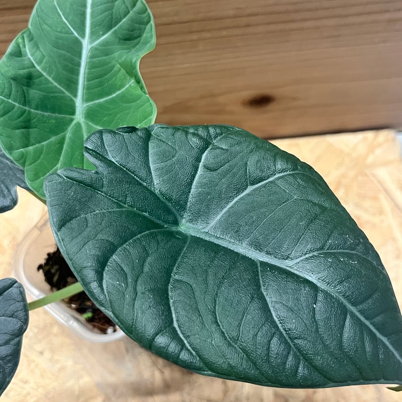 アロカシア マハラニ | GREEN LUCK