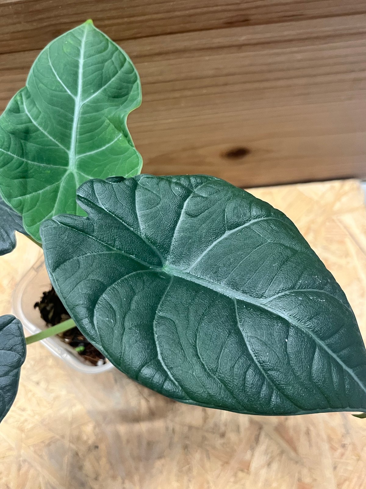 アロカシア マハラニ | GREEN LUCK