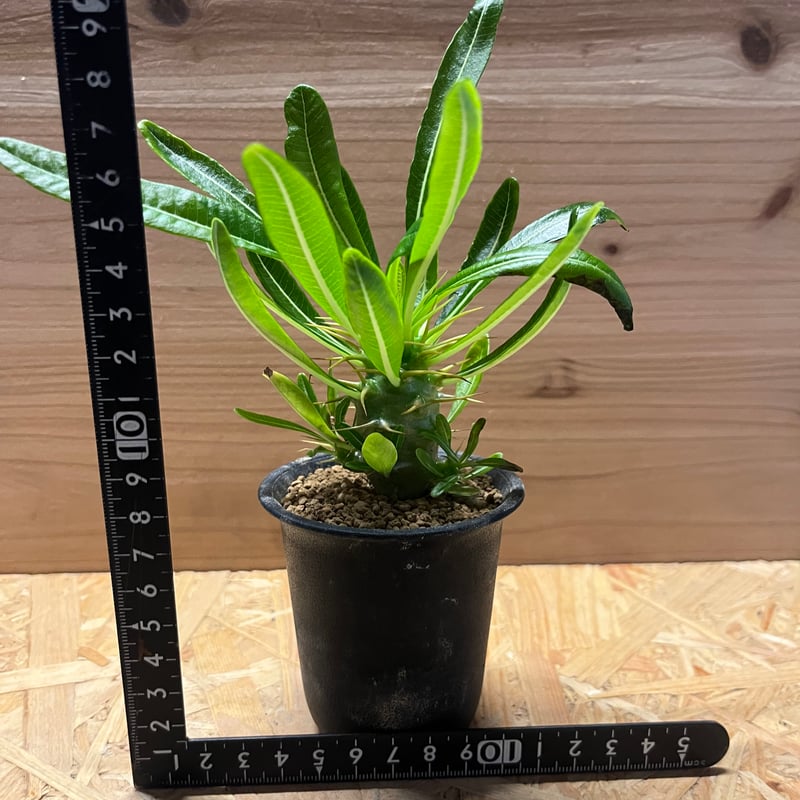希少 パキポディウム アンボンゲンセ 観葉植物 パキポディウム アンボンゲンセ | GREEN LUCK