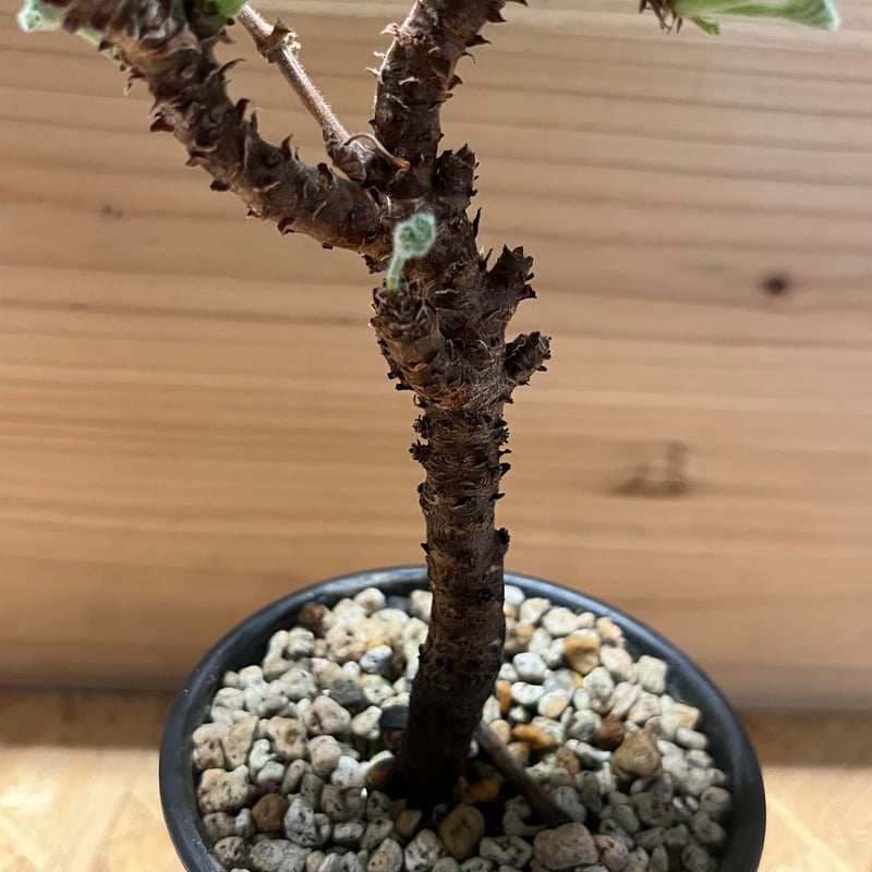 ペラルゴニウム ミラビレ | GREEN LUCK