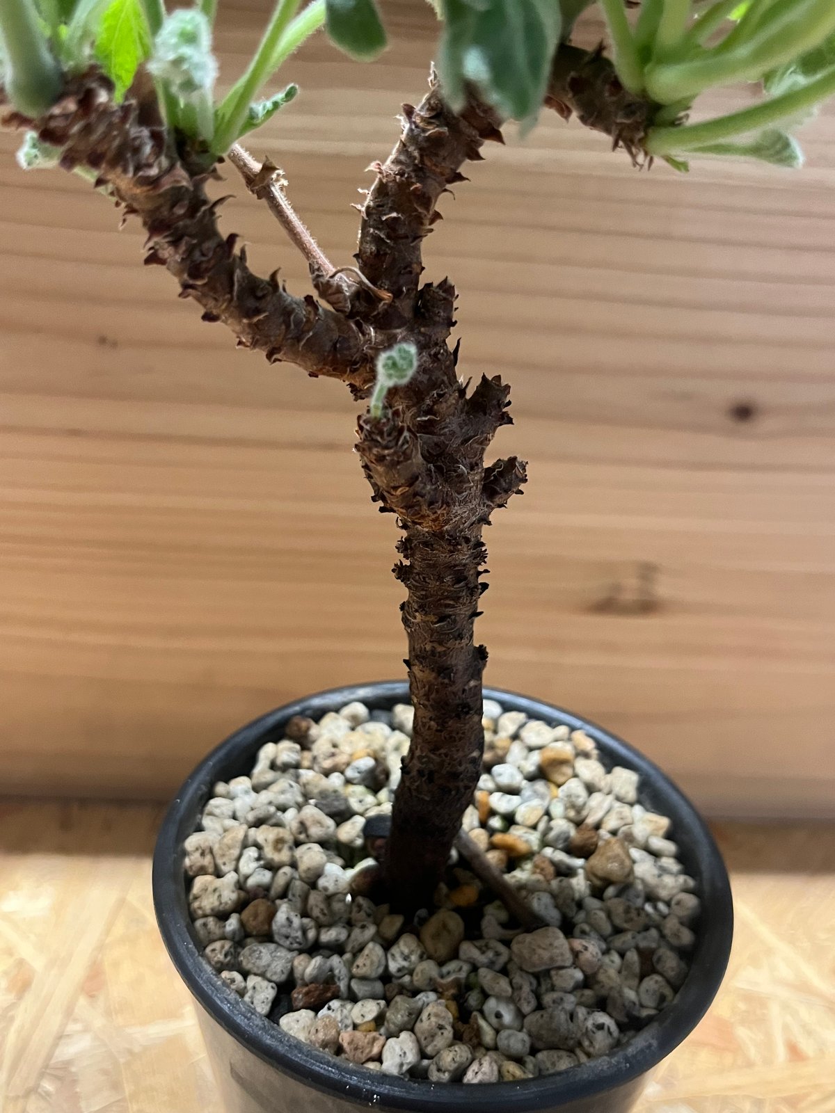 ペラルゴニウム ミラビレ | GREEN LUCK