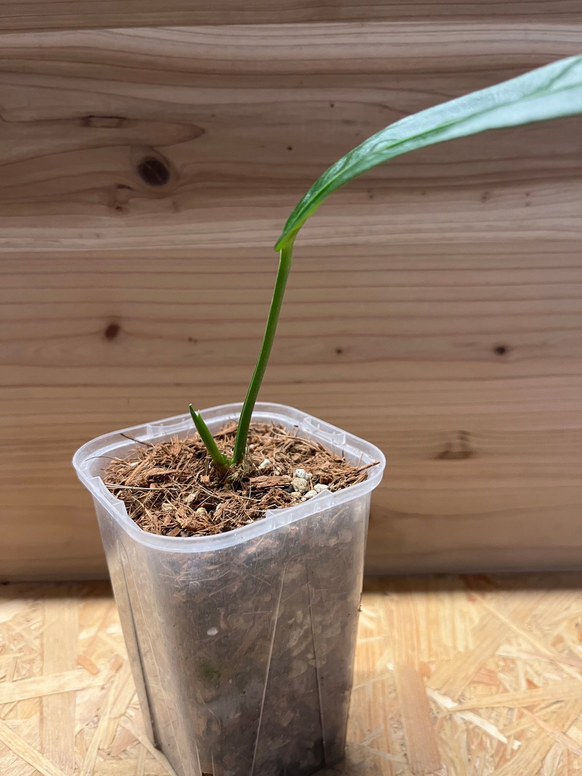 アンスリウム sp.モロナ | GREEN LUCK