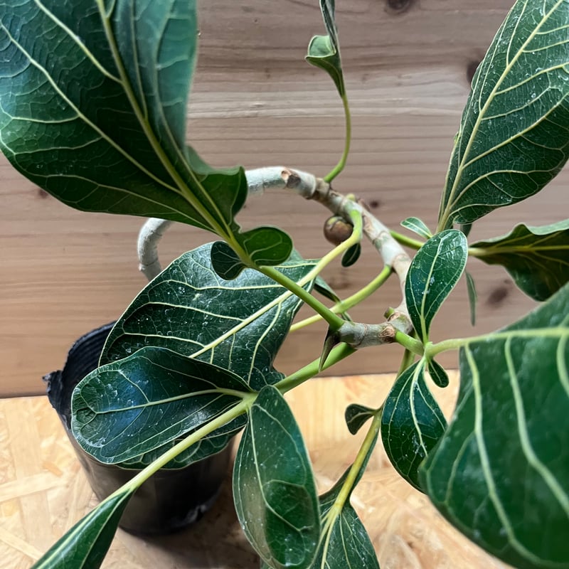 フィカス クリシュナボダイジュ | GREEN LUCK