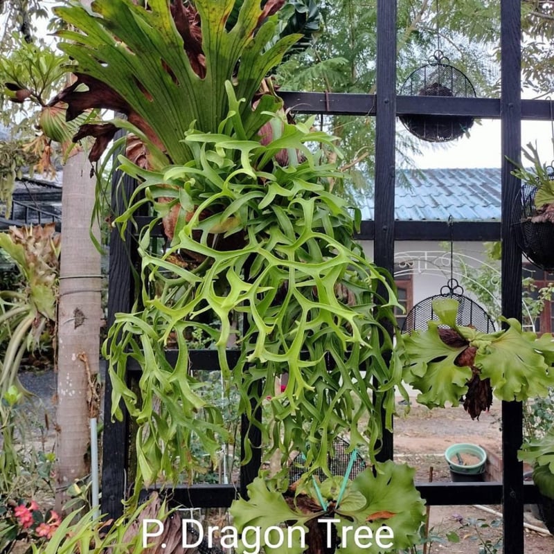 ビカクシダ コロナリウム ビカクシダ コロナリウム 〔Tonkla thin