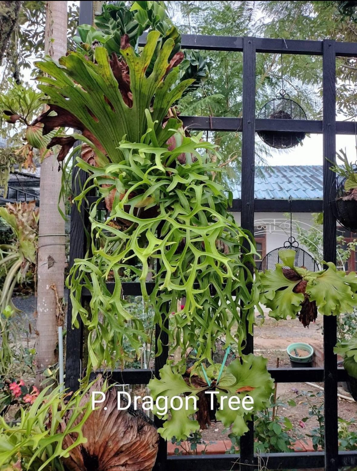 ビカクシダ コロナリウム ドラゴンツリー | GREEN LUCK