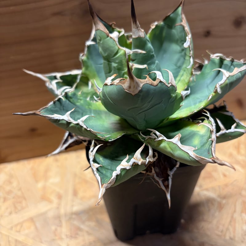 アガベ チタノタ 'ノーネーム' 斑入り | GREEN LUCK