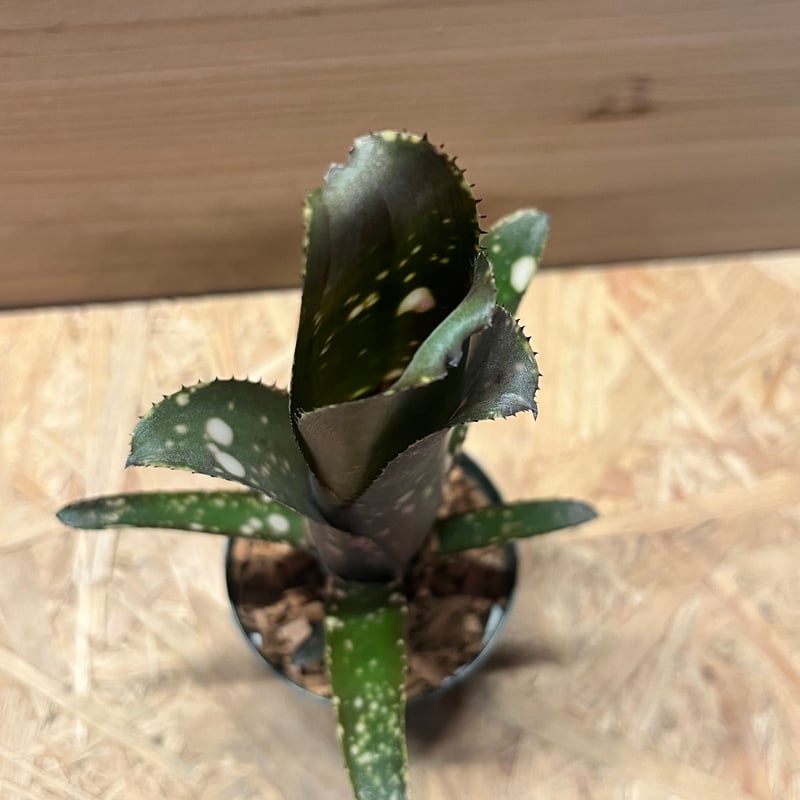 ビルベルギア 'ディッピンドッツ' | GREEN LUCK