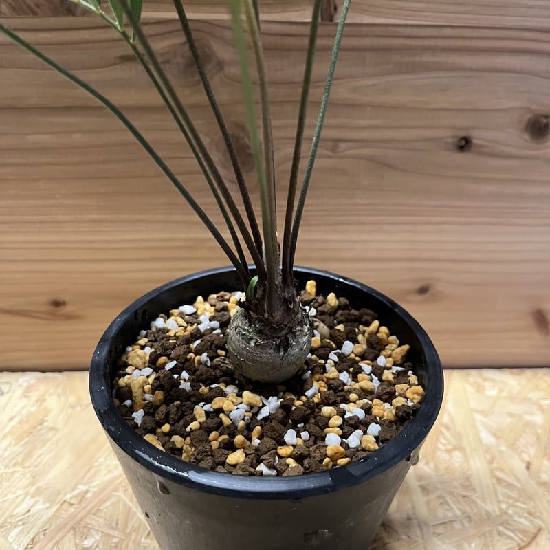 現地株　特大　ザミア　フロリダーナ　マルチヘッド　発根済み　鉢のまま発送　8号鉢 ザミア フロリダーナ | GREEN LUCK