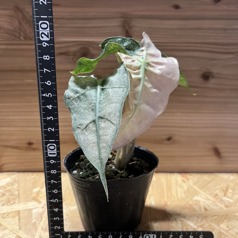 アロカシア アマゾニカ バリエガータ | GREEN LUCK