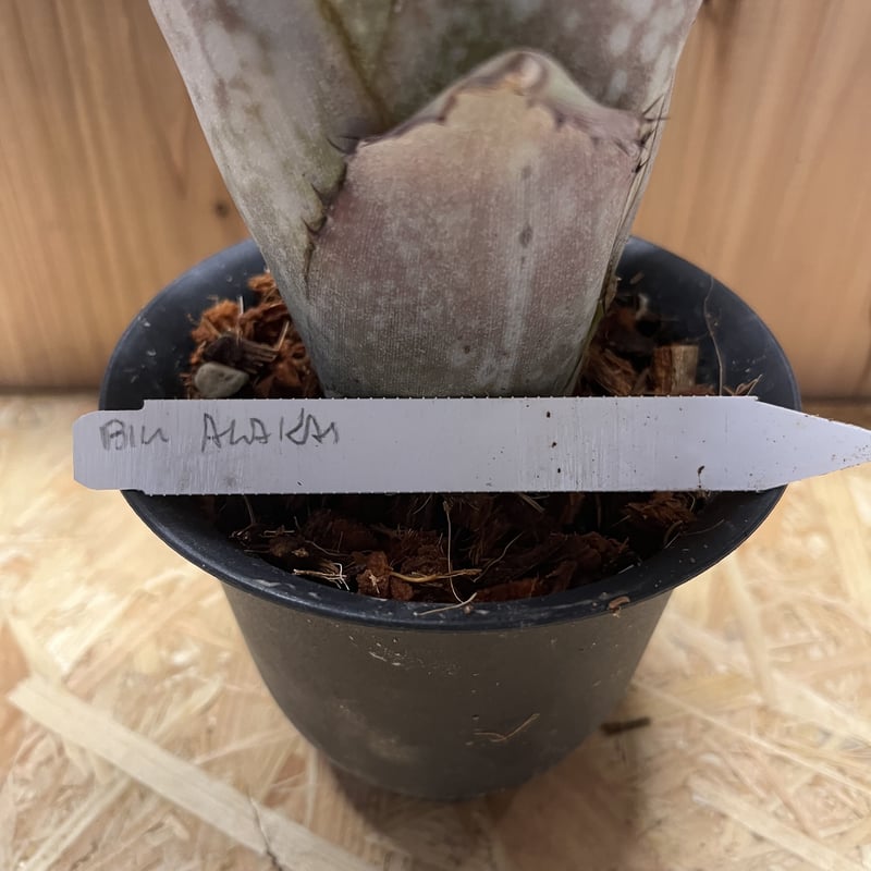 ビルベルギア アラカイ | GREEN LUCK