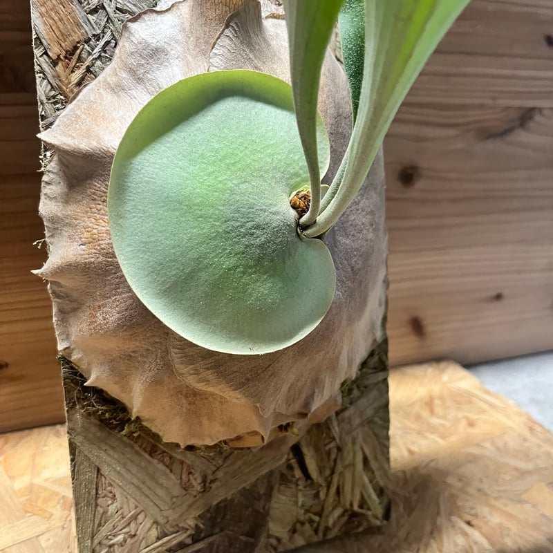 ビカクシダ yot's spore #17 | GREEN LUCK