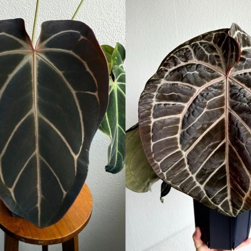 アンスリウム　カーラブラッキー×レッドクリスタル　レア交配　かなり渋い アンスリウム カーラブラッキー×レッドクリスタリナム | GREEN LUCK