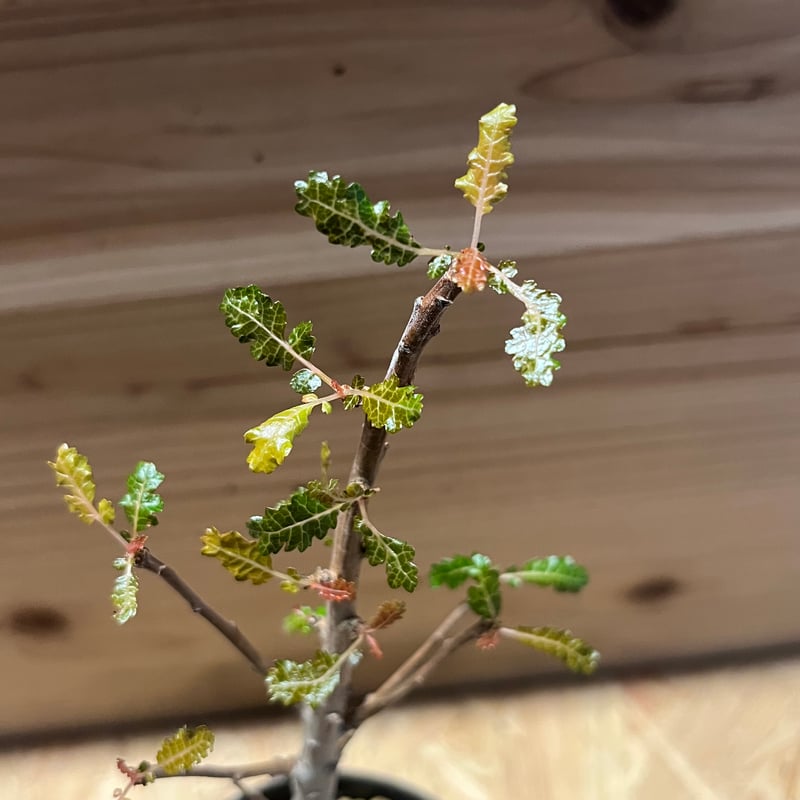 ボスウェリア ナナ | GREEN LUCK