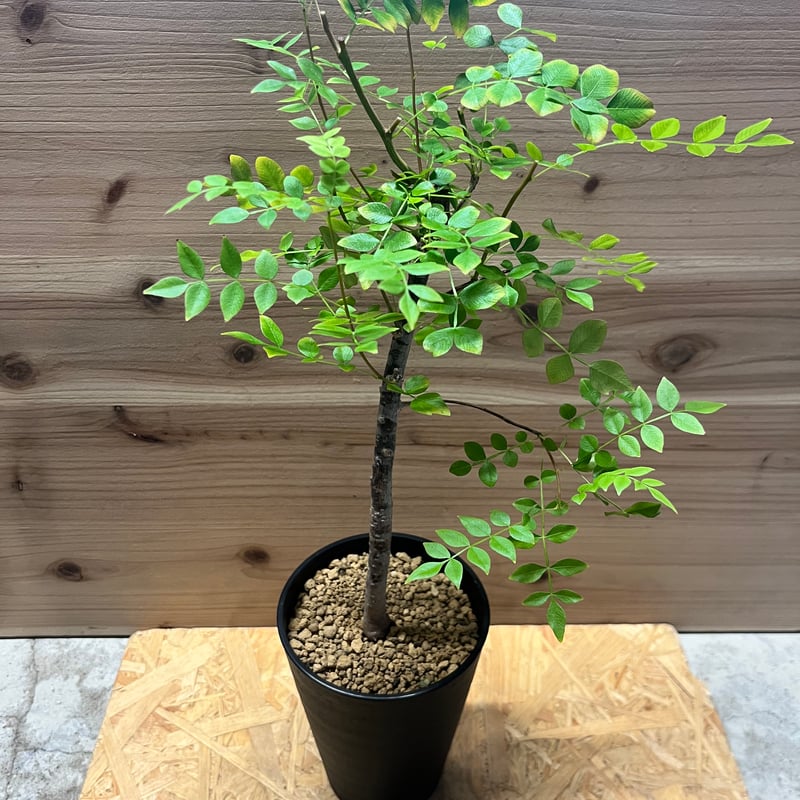 国内 実生株 オペルクリカリア ボレアリス オペルクリカリア ボレアリス【273】 | PROTOLEAF プロトリーフ