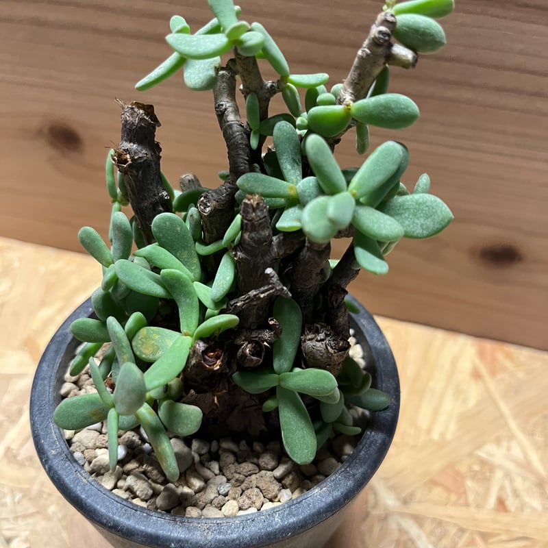 ケラリア ピグマエア | GREEN LUCK