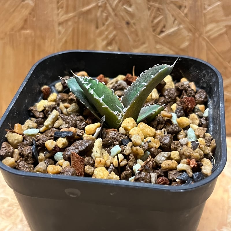 アガベ チタノタ 南アフリカダイヤモンド SAD | GREEN LUCK