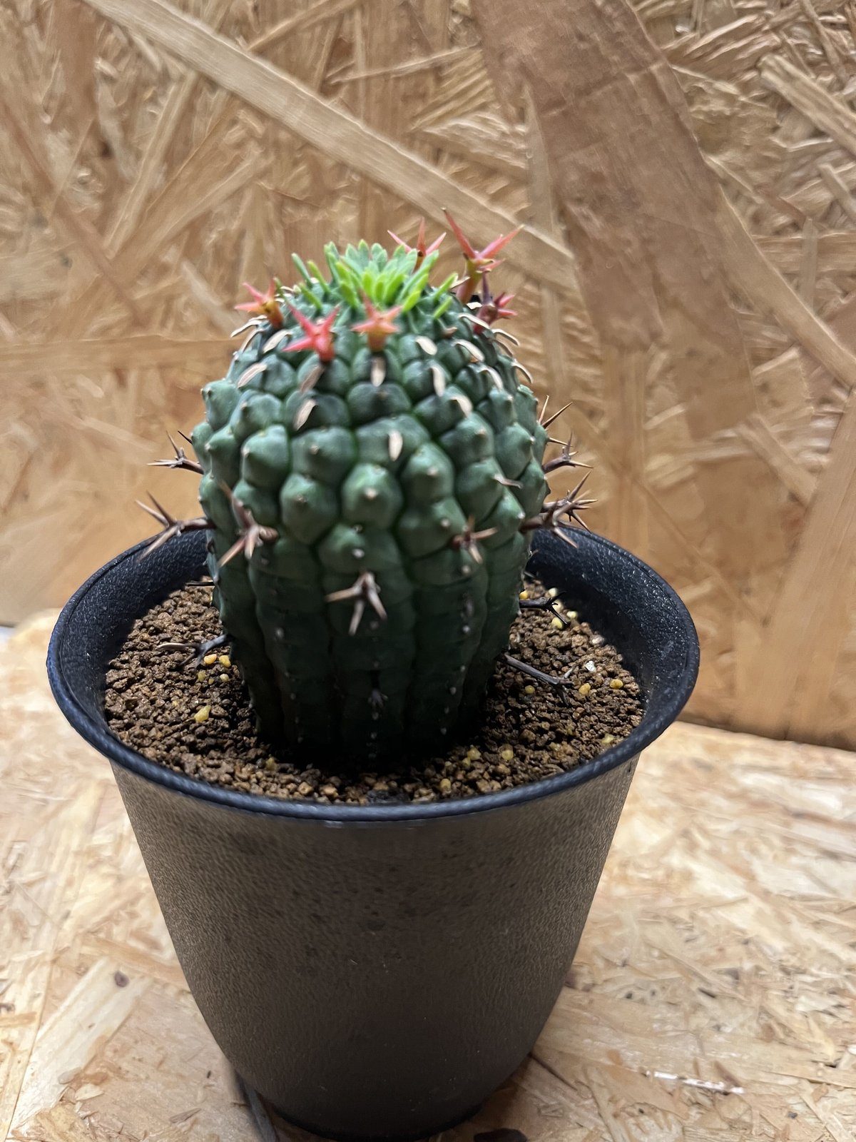 ユーフォルビア 群星冠 | GREEN LUCK