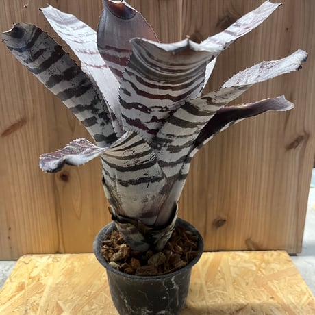 エクメアブラックアイス | STORES