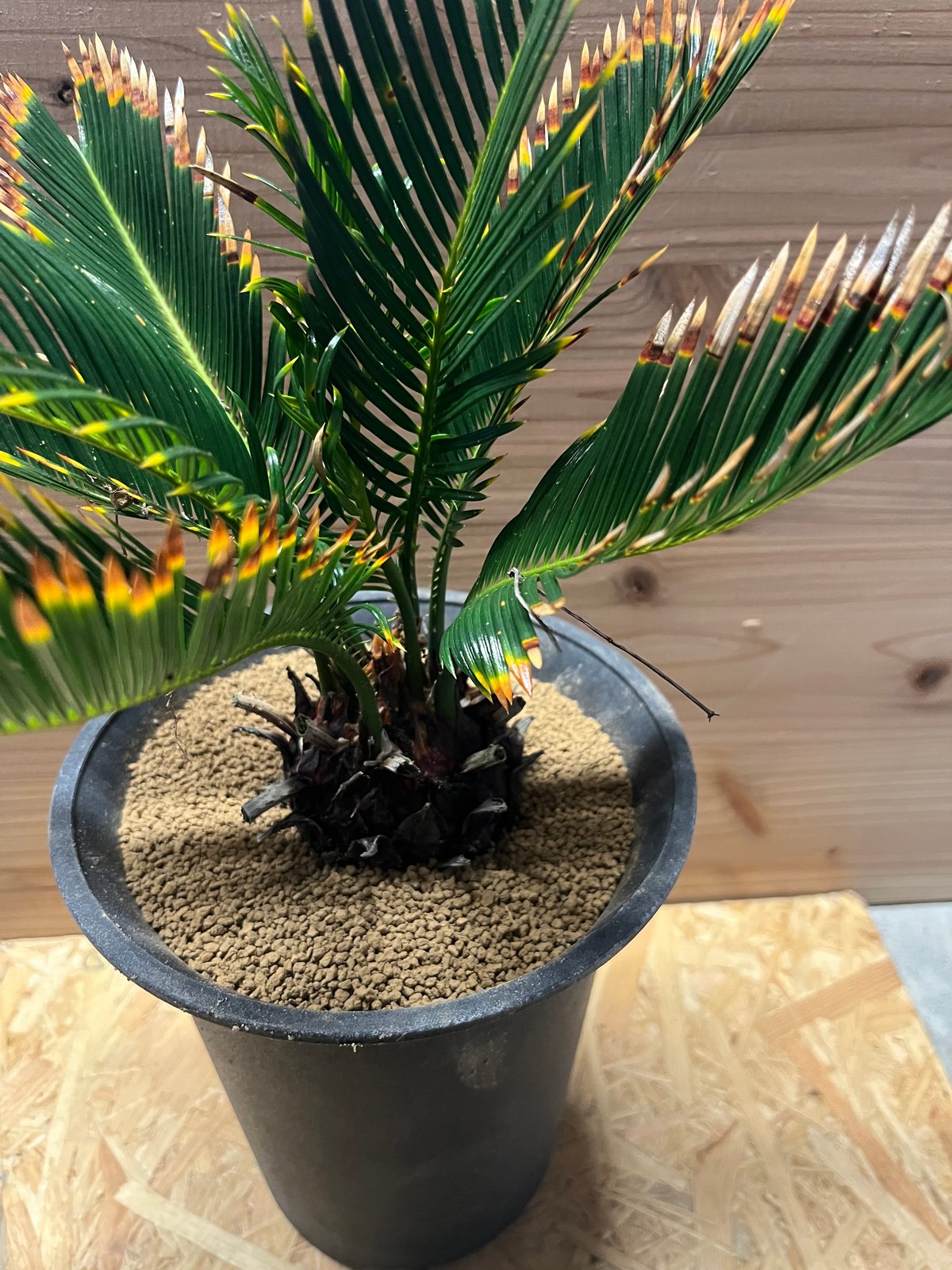 金環ソテツ | GREEN LUCK