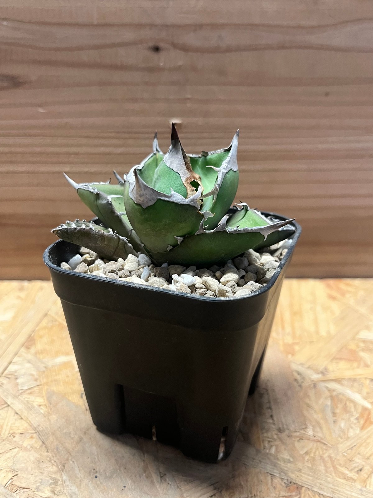 アガべ チタノタ '白犀牛' | GREEN LUCK