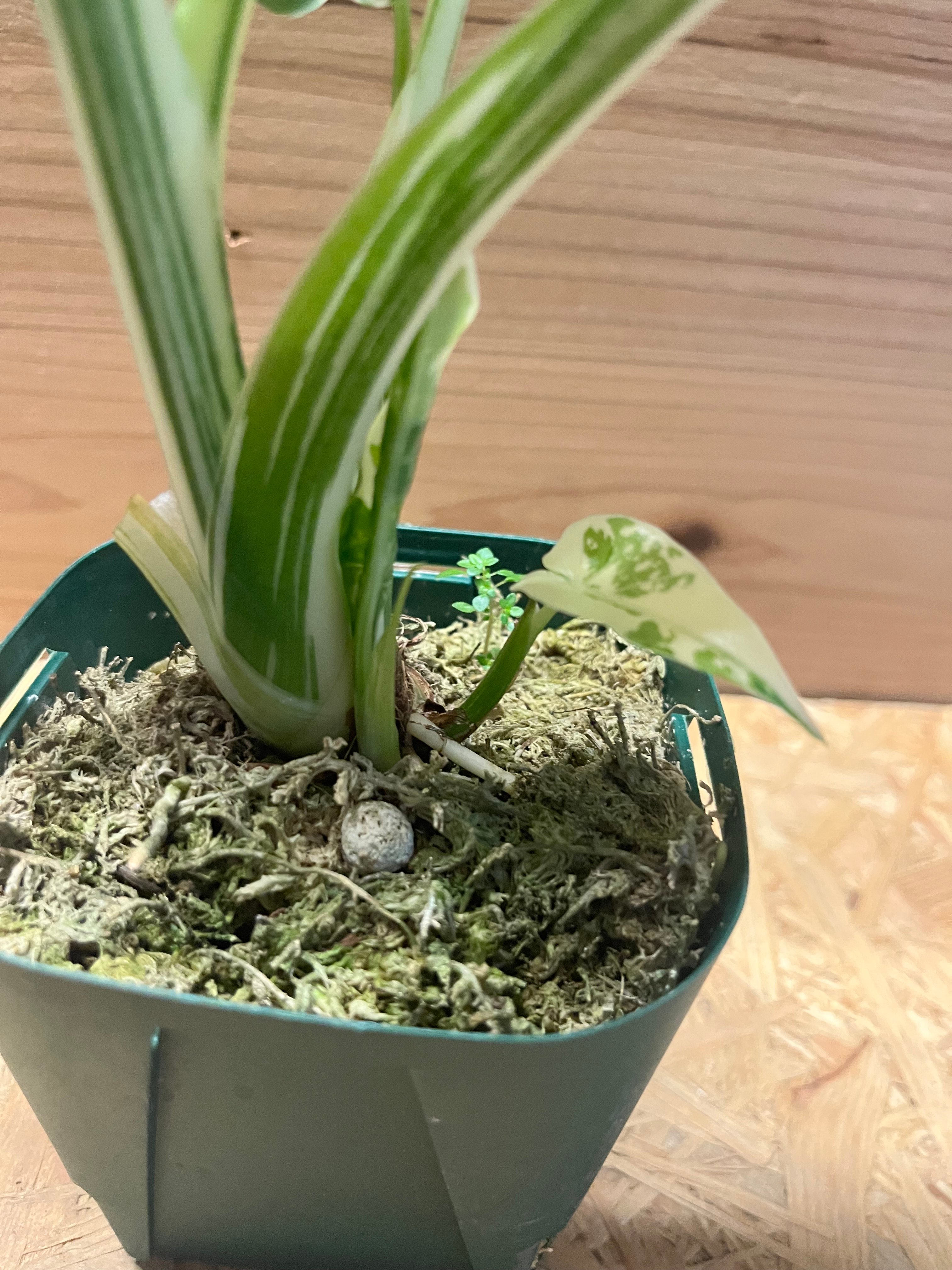 アロカシア オドラ クワズイモ 斑入り | GREEN LUCK