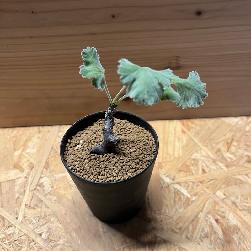 ペラルゴニウム ミラビレ | GREEN LUCK