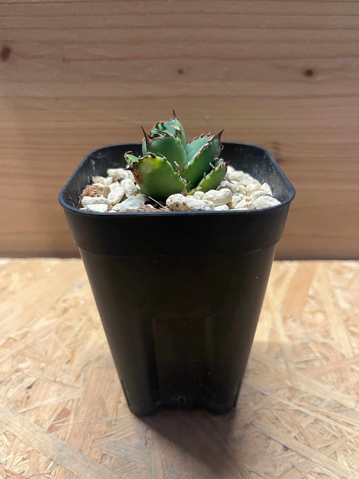 アガベ チタノタ クラウン | GREEN LUCK