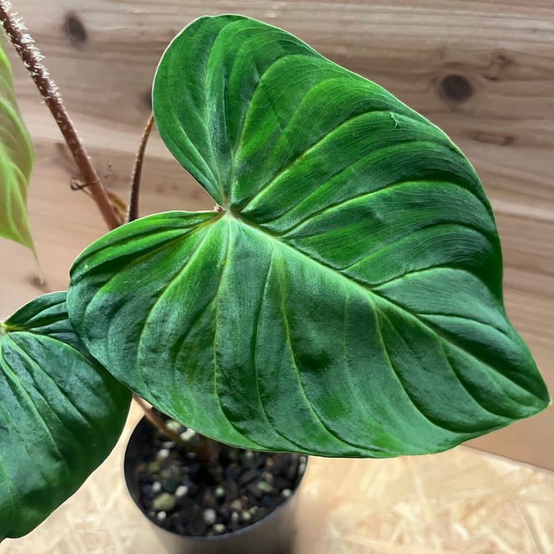 フィロデンドロン ベルコーサム J.C.L | GREEN LUCK