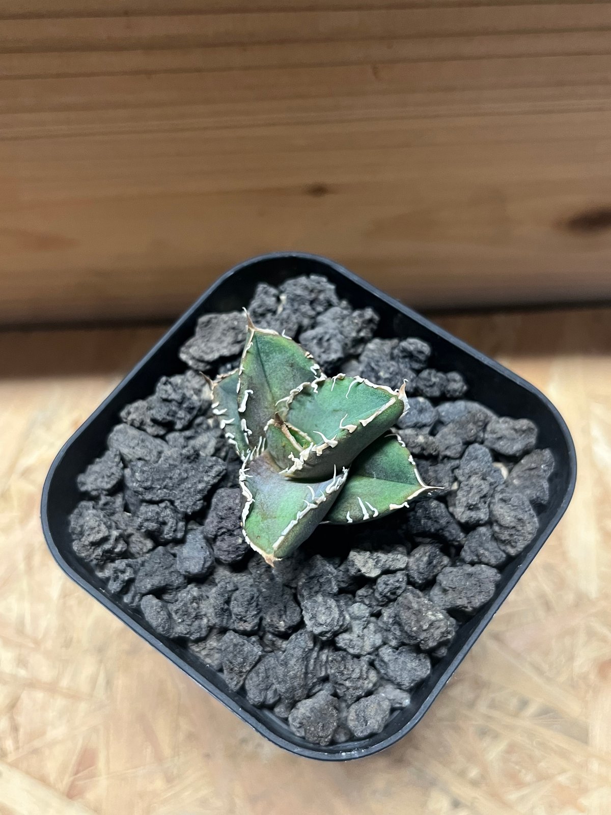 ノーネーム　実生　子株　変異 ノーネーム 実生 子株 変異