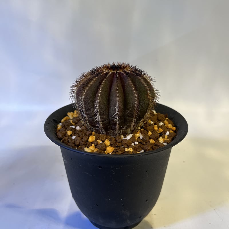 ユーベルマニア ペクチニフェラ | GREEN LUCK